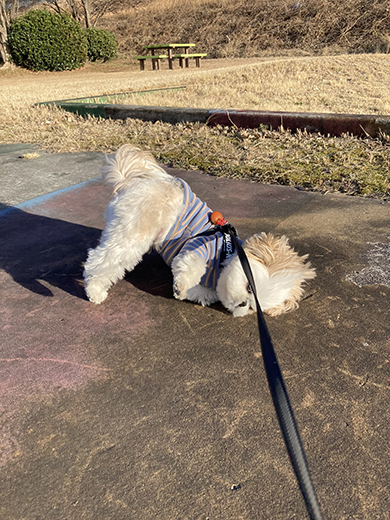 地面に耳をつけるワンコ