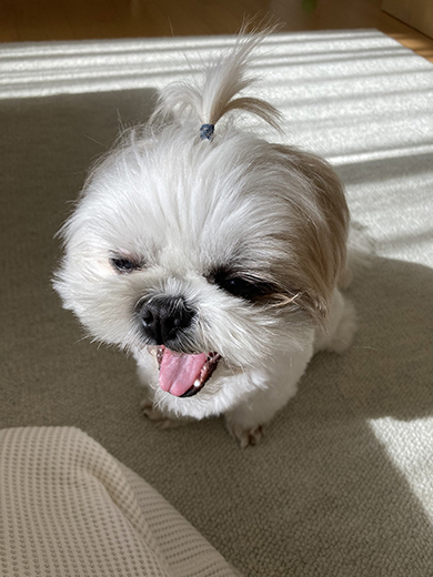 あくびするワンコ