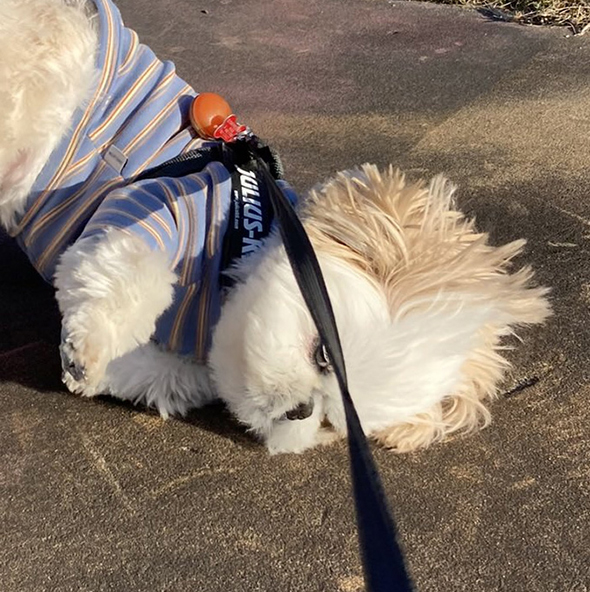 地面に耳をつけるワンコ顔トリミング