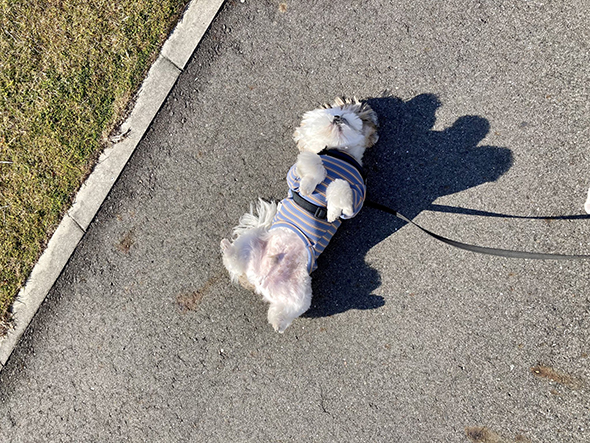 へそ天転がりワンコ