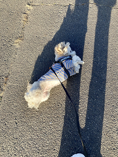 プーマっぽいスタイルで転がるワンコ