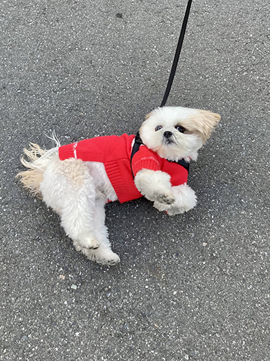 転がる赤い服のワンコ