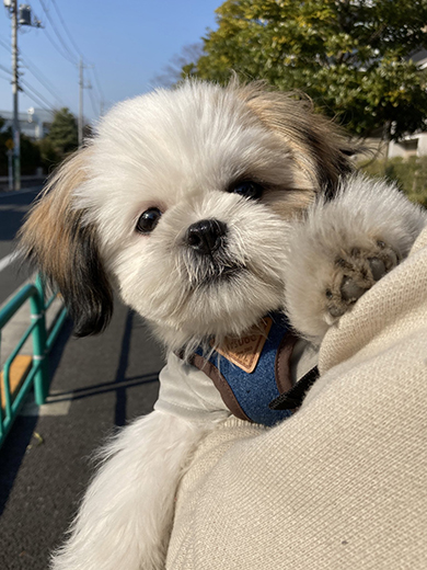 だっこされてこちらを見るワンコ