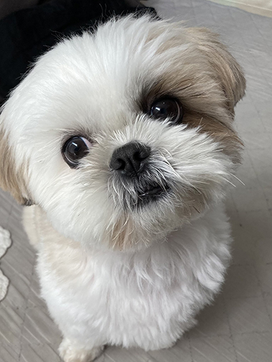 首を傾げるワンコ