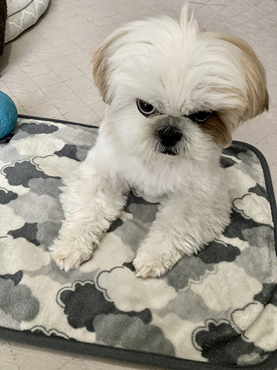 怒ってるっぽいワンコ