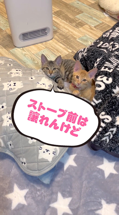 ストーブ前は譲れんけど