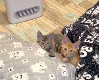 2匹の猫ちゃんトリミングアップ