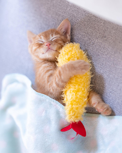 エビフライと子猫