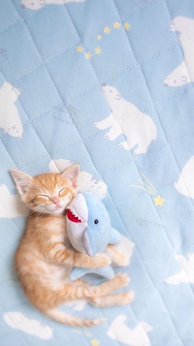 子猫とサメのぬいぐるみ