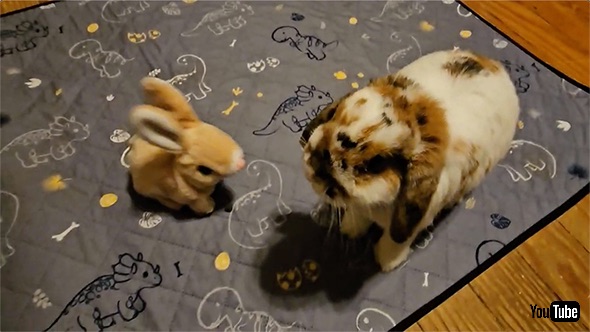 オモチャを威嚇するウサギ