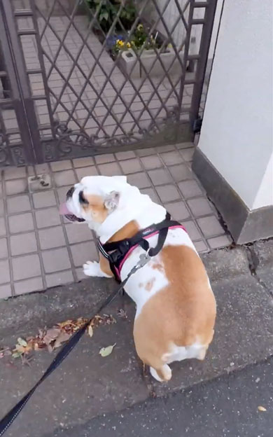 おばあちゃんに会いにきたワンコ