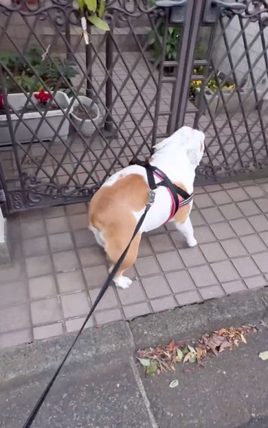 おばあちゃんに会いにきたワンコ