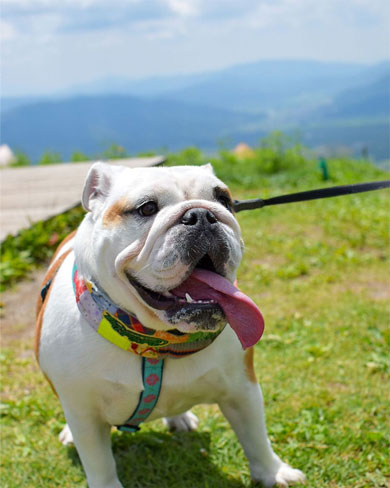 ゴンドラに乗りたくないワンコ