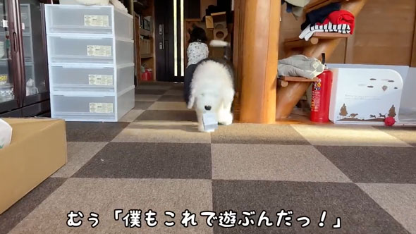 一緒にイタズラをする女の子とワンコ