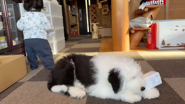 一緒にイタズラをする女の子とワンコ