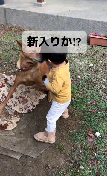 ワンコに立ち向かう男の子