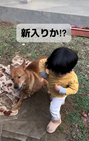 ワンコに立ち向かう男の子