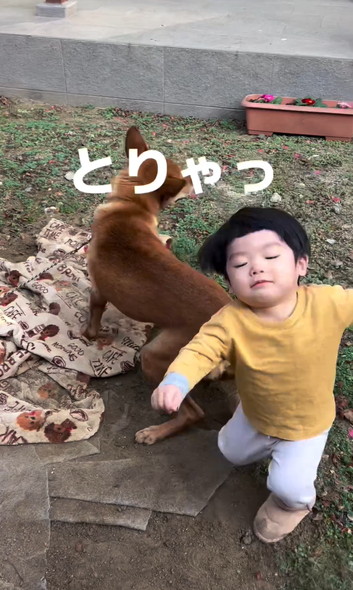 ワンコに立ち向かう男の子