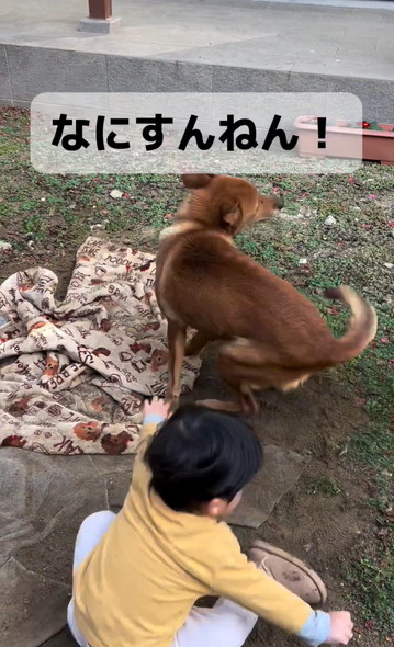 ワンコに立ち向かう男の子