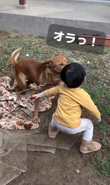 ワンコに立ち向かう男の子