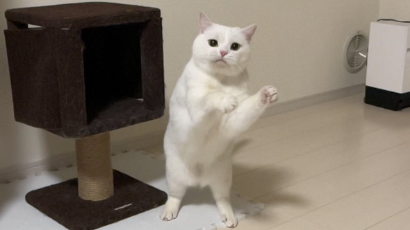 やんのかする猫