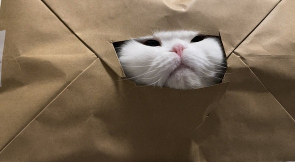 密着して寝るフェレット