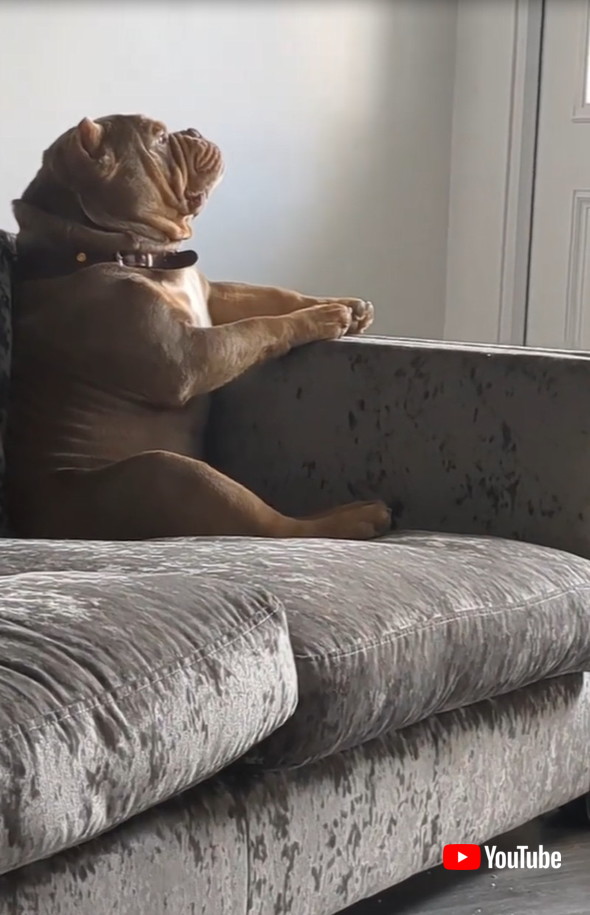 スケボーで散歩する猫