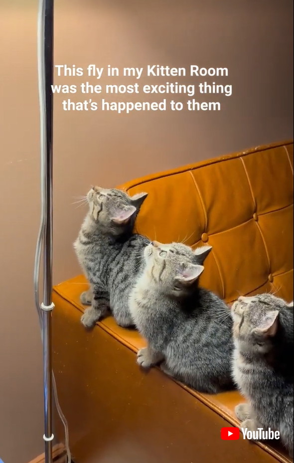 スケボーで散歩する猫