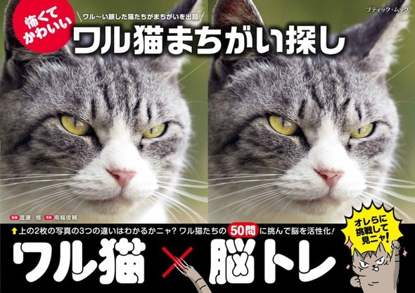 猫本
