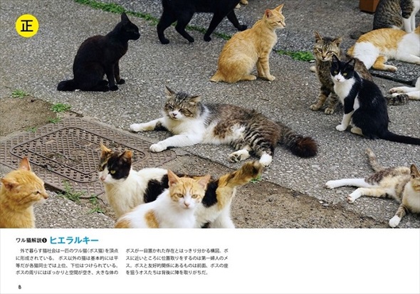 ワル猫まちがい探し