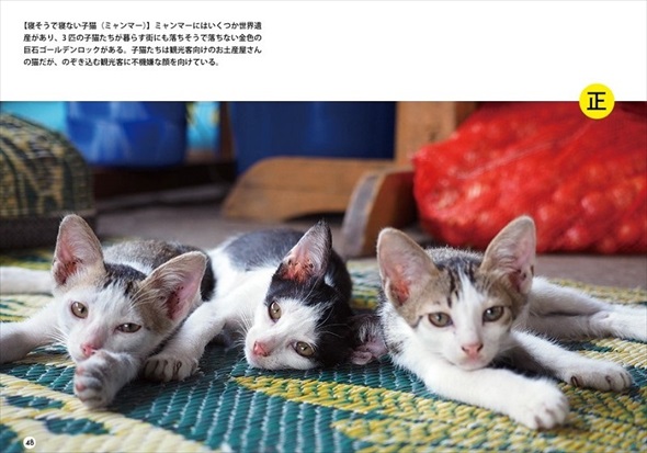 ワル猫まちがい探し