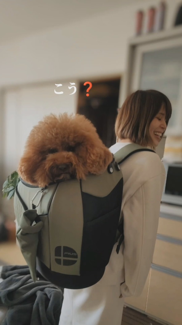リュックに入って背負われるトイプードルのワンコ