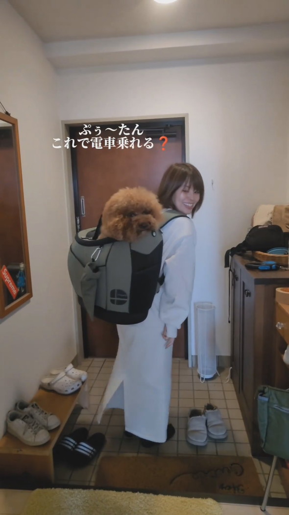 リュックに入って背負われるトイプードルのワンコ