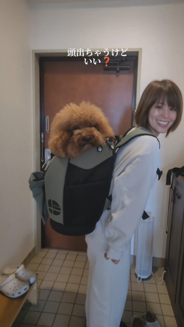 リュックに入って背負われるトイプードルのワンコ