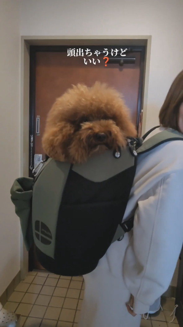 リュックに入って背負われるトイプードルのワンコ
