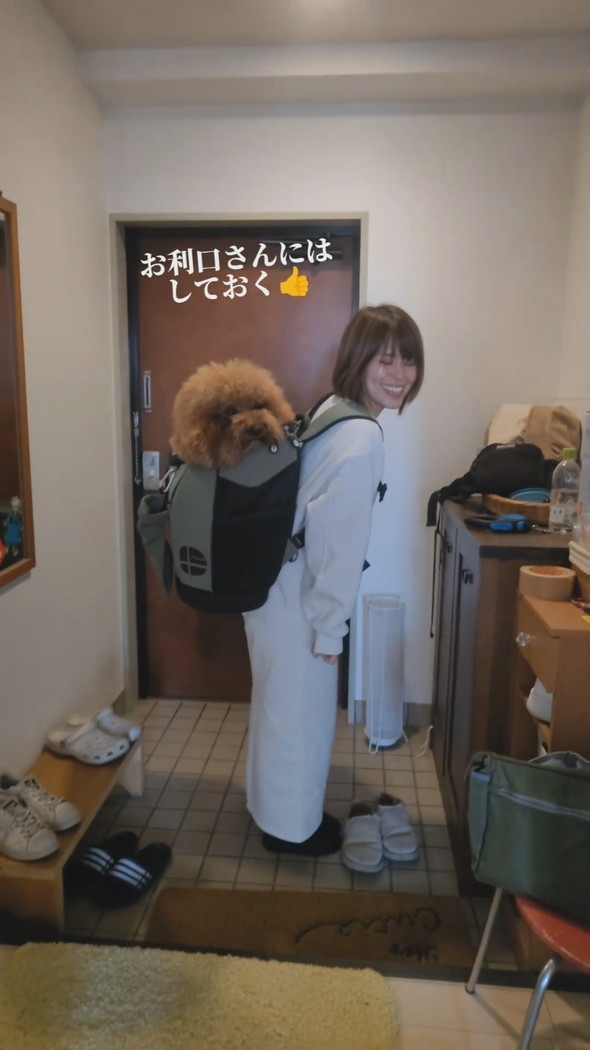 リュックに入って背負われるトイプードルのワンコ