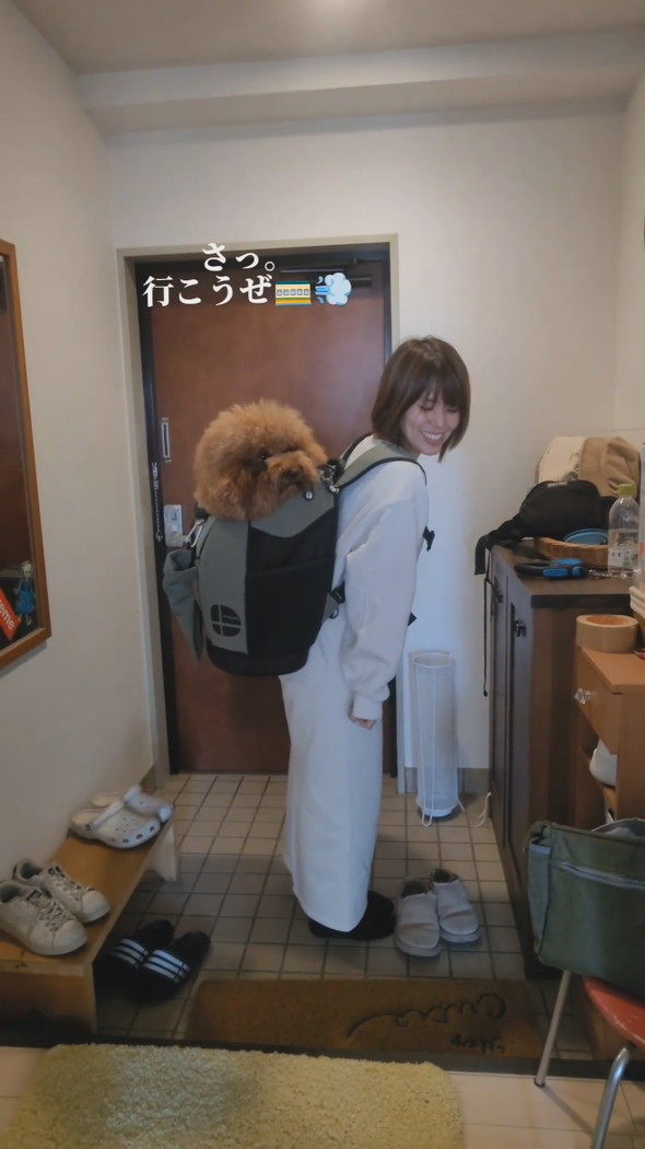 リュックに入って背負われるトイプードルのワンコ