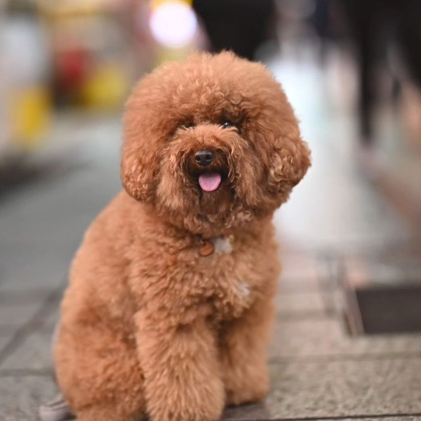 街中のトイプードルのワンコ