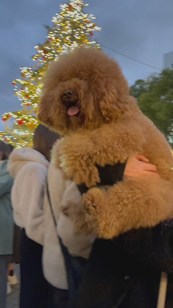 抱っこされるトイプードルのワンコ