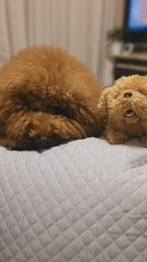 ぬいぐるみと一緒に寝るトイプードルのワンコ