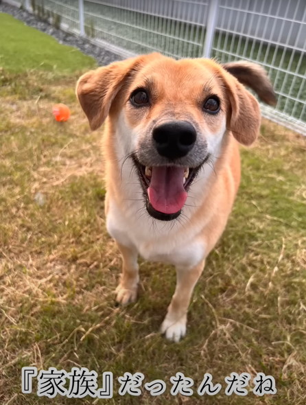人に怯えていた野犬