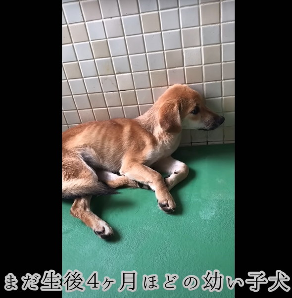 人に怯えていた野犬
