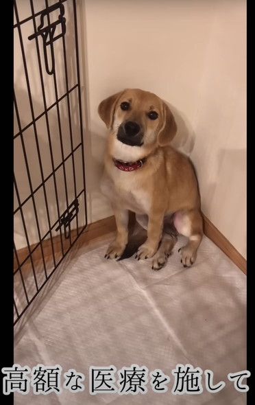 人に怯えていた野犬