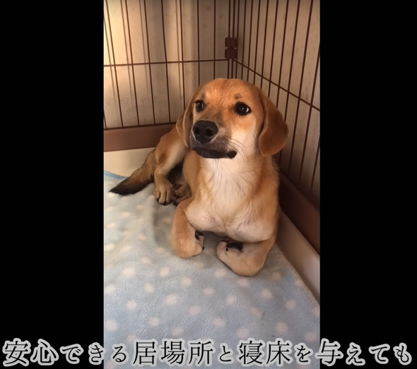 人に怯えていた野犬