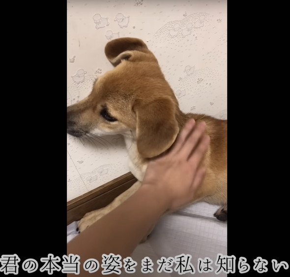 人に怯えていた野犬