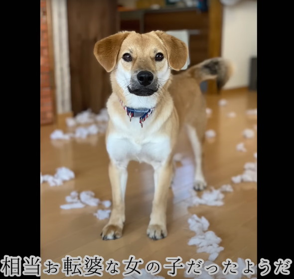 人に怯えていた野犬