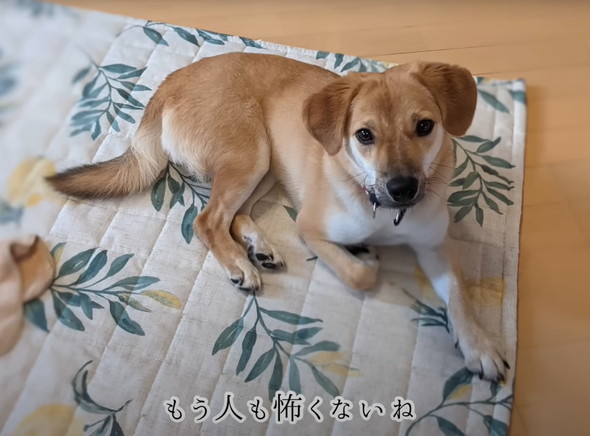 人に怯えていた野犬