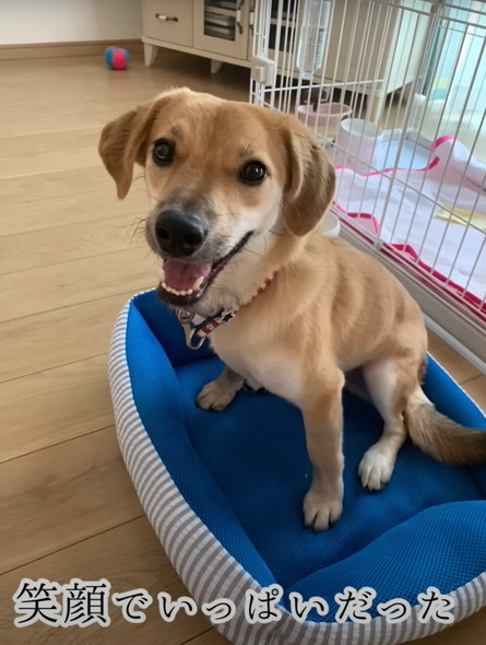 人に怯えていた野犬