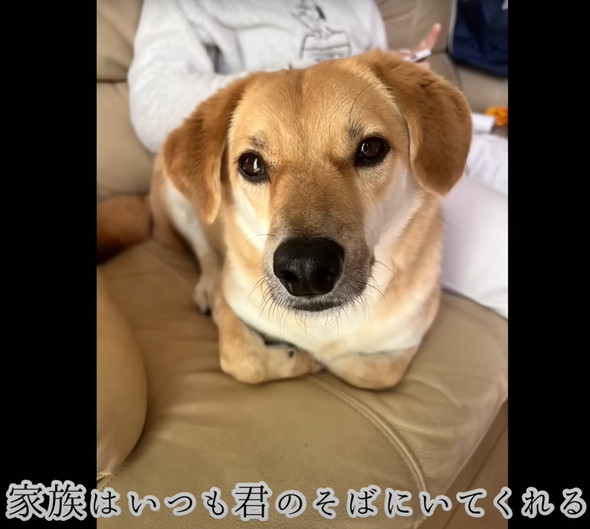 人に怯えていた野犬