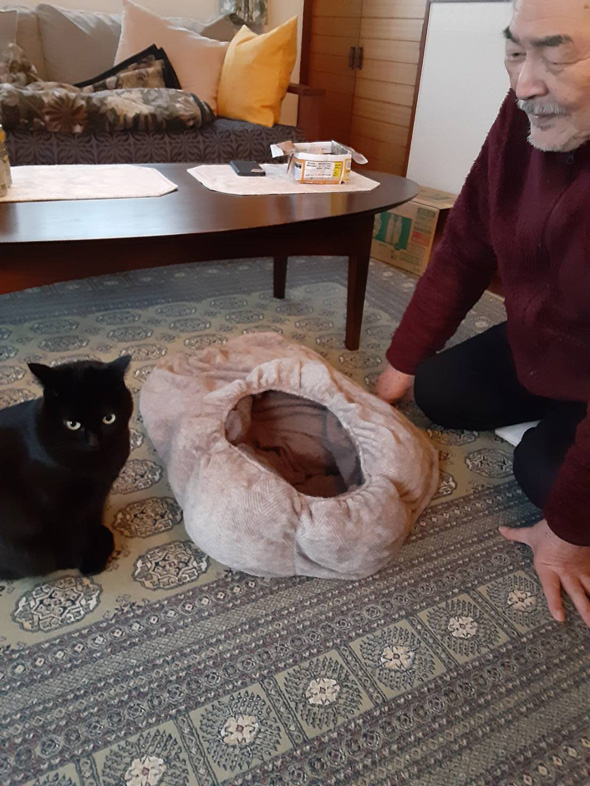 猫用ベッドの使い方を教えるお父さん